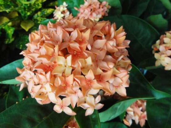 繡球花開(kāi)花后如何修剪，花后一年修剪兩次(春秋季節(jié))