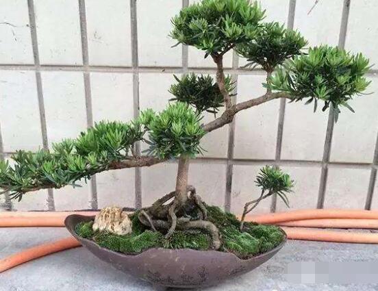 羅漢松盆景施肥，做好以有機(jī)液肥、稀薄的餅肥水為主