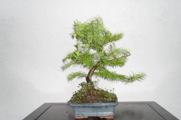 水杉怎么養(yǎng)，保證光照充足并控制好環(huán)境溫度