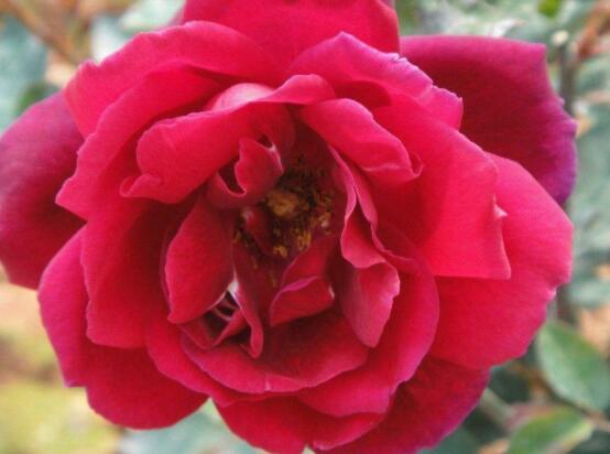 月季和玫瑰的區(qū)別，最直觀的三種分辨方法