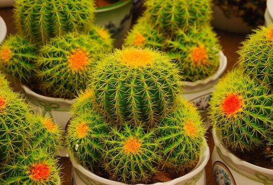 仙人球的作用與功效，美化環(huán)境、凈化空氣