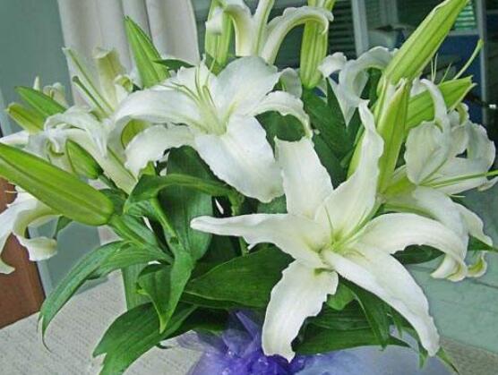 百合花放在室內(nèi)有毒嗎，花香導(dǎo)致失眠、惡心，煩亂(無(wú)毒)