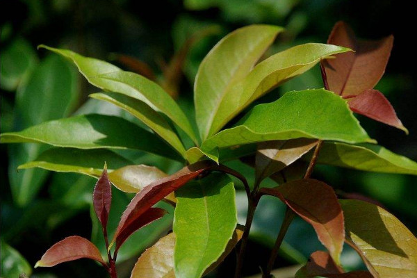 桂花葉尖干枯怎么回事，光照過強(qiáng)水肥不足