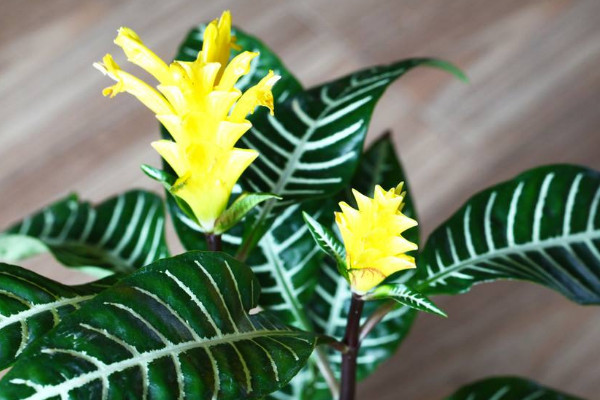 斑馬花怎么養(yǎng)，澆水澆足并確保較高的生長(zhǎng)濕度