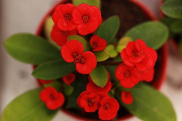 虎刺梅怎樣修剪圖解，修剪虎刺梅可以通過4步來進行