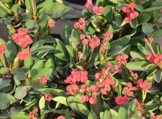 虎刺梅的養(yǎng)殖方法，老農(nóng)總結(jié)六大最實用基本養(yǎng)殖技巧