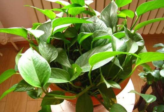 綠蘿冬天應(yīng)該怎么養(yǎng)，綠蘿冬天養(yǎng)殖方法