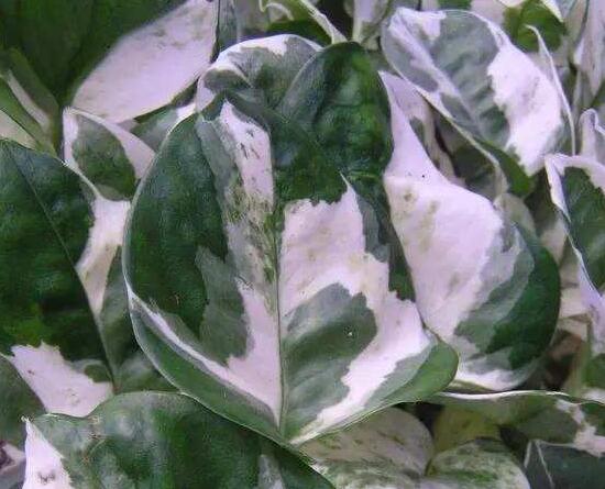 綠蘿的品種有哪些，綠蘿哪個(gè)品種好