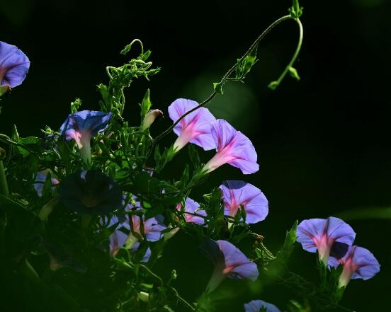 牽?；ǖ南笳饕饬x，一種遙不可及的愛戀、不屈不撓精神
