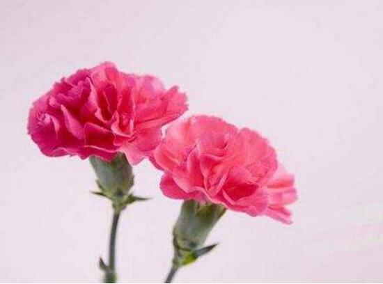 盆栽康乃馨怎么施肥，康乃馨施什么肥料好