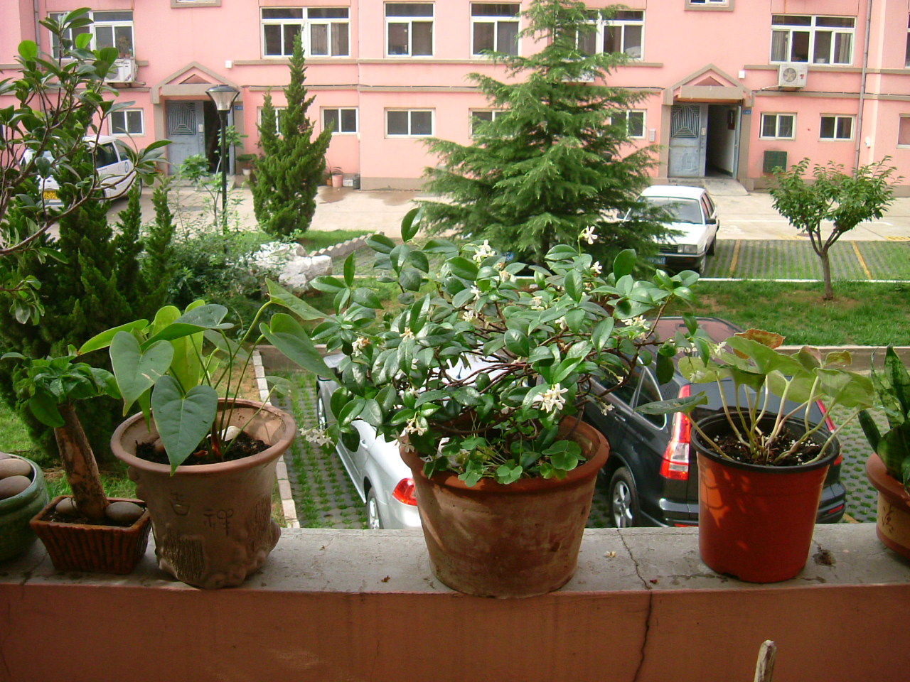 幸福樹澆水有哪些注意事項