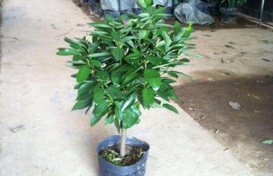 平安樹夏天怎么澆水，平安樹夏天多久澆一次水