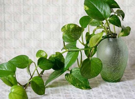 綠蘿怎么澆水，啤酒澆綠蘿的正確方法
