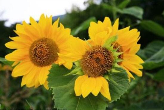 向日葵有毒嗎，向日葵能放在室內(nèi)嗎/無毒可以放