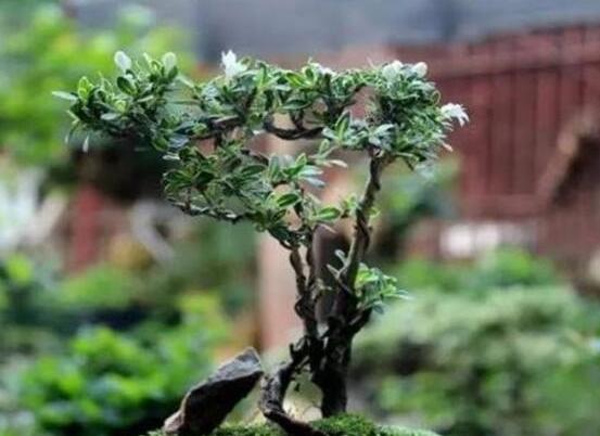 六月雪功效與作用，是一個(gè)不折不扣治療百病藥王