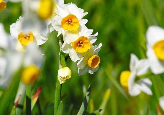 水仙花的功效與作用，水仙花六大功效與作用