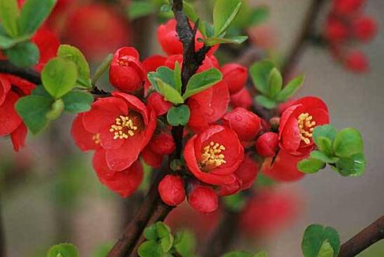 海棠花怎么養(yǎng)，海棠花的養(yǎng)殖方法和注意事項(xiàng)