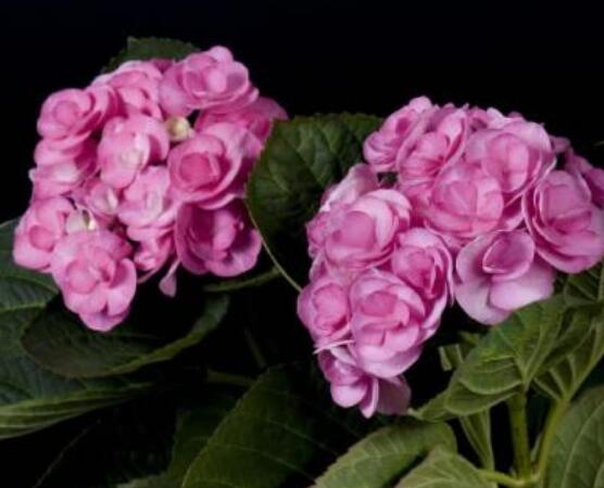 繡球花可以放在臥室嗎，不能/誤食導(dǎo)致嘔吐不止、呼吸減弱