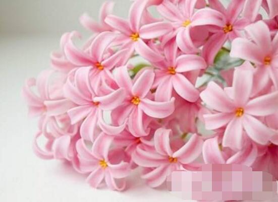 風(fēng)信子花語是什么，代表著只要點燃生命之火，便可同享豐盛人生