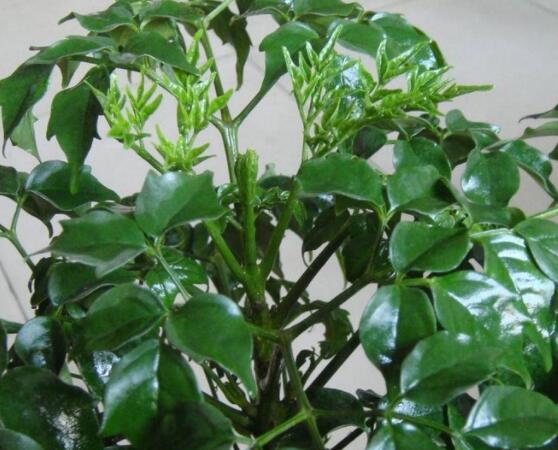 幸福樹(shù)病蟲(chóng)害，盤(pán)點(diǎn)最常見(jiàn)的四種病蟲(chóng)害防治大全