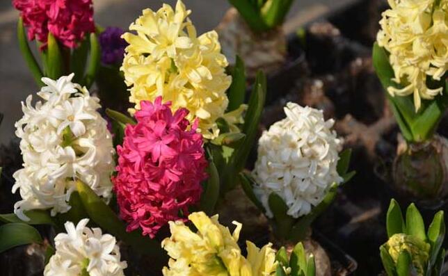 風信子可以用水養(yǎng)嗎，可以/但是要注意及時換水和補充營養(yǎng)