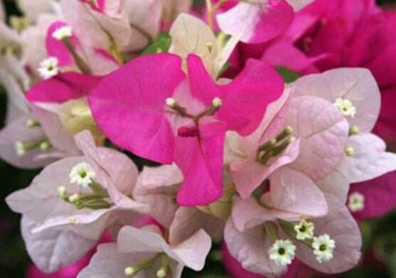 三角梅品種,細(xì)數(shù)三角梅最好看的八大品種