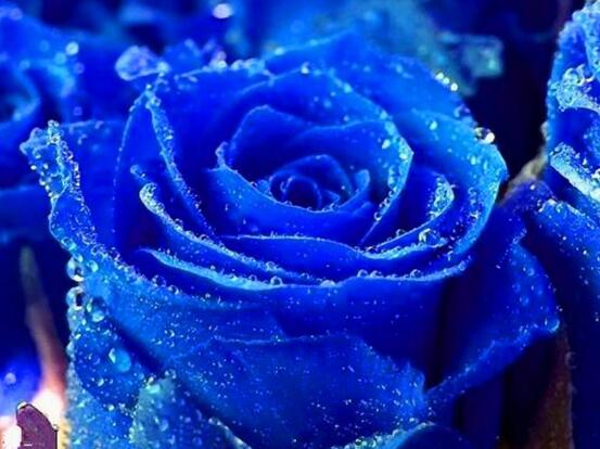 玫瑰花品種大全，細(xì)數(shù)玫瑰花八大品種