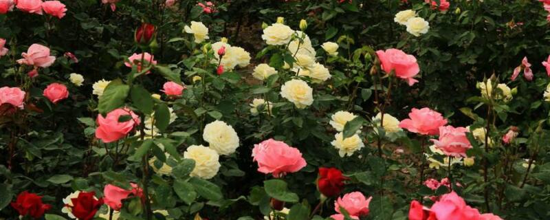 月季長(zhǎng)蟲子用什么藥