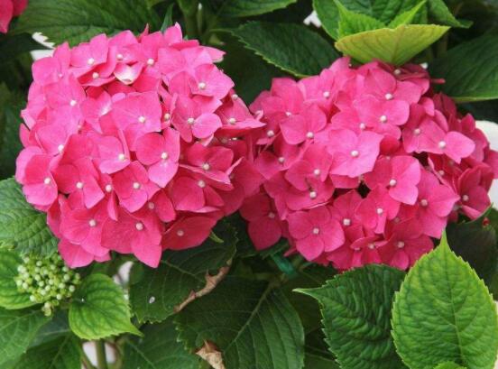 繡球花的栽培管理技術(shù)，老農(nóng)教你最實(shí)用的七大養(yǎng)殖方法