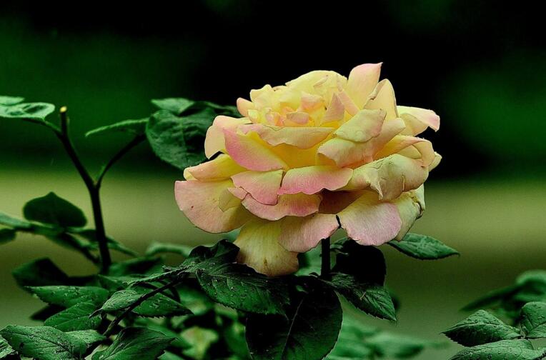 月季什么時(shí)候開花，開花時(shí)要注意四個要點(diǎn)