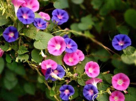 牽?；ㄓ袔追N顏色，不同品種不同顏色(花色豐富)