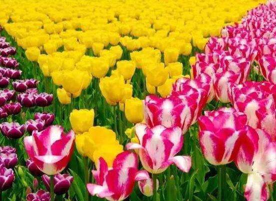 郁金香什么時(shí)候開花，每年3-5月開花