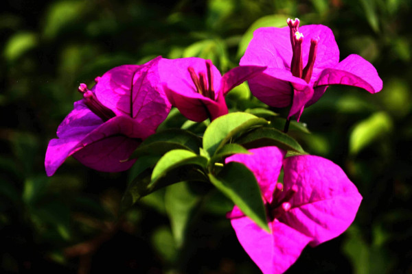 三角梅冬季養(yǎng)護(hù)技巧及注意事項(xiàng)，控制溫度在12~16℃之間