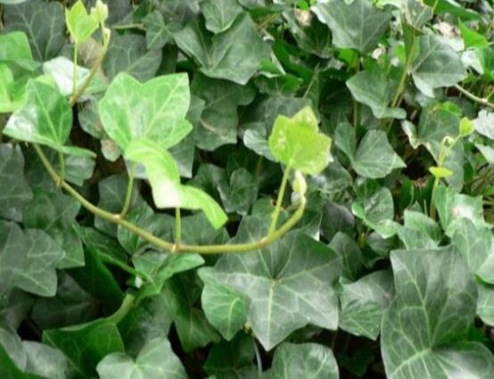 爬山虎和常春藤怎么區(qū)分，盤點(diǎn)三種區(qū)別方法(屬性/株型/生長(zhǎng)習(xí)性)