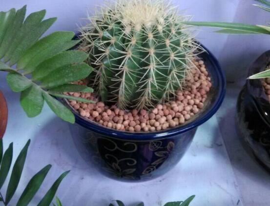 仙人球用什么土養(yǎng)好，兩份壤土兩份腐葉土三份粗沙進行配置