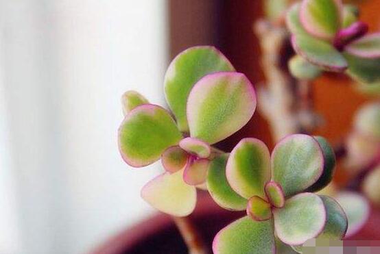 雅樂之舞的養(yǎng)殖方法和注意事項，老農(nóng)總結(jié)最實用八大養(yǎng)殖方法