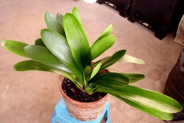 君子蘭開花前有什么預(yù)兆，新葉長(zhǎng)出、根部膨脹