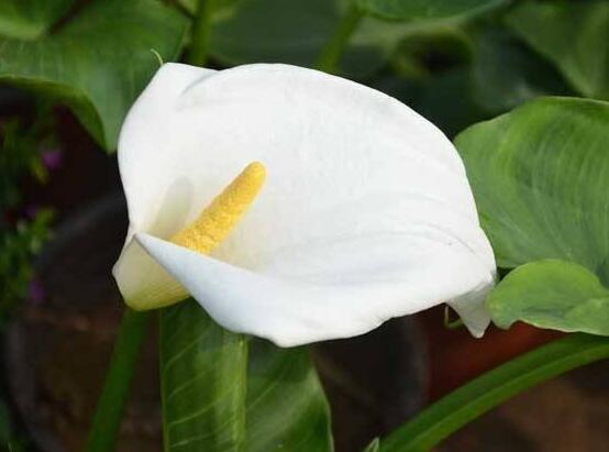 馬蹄蓮花語代表什么，代表著純潔無瑕、氣質(zhì)高雅