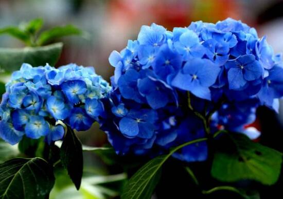 繡球花怎么澆水，繡球花多久澆一次水