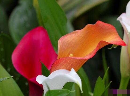 馬蹄蓮的養(yǎng)殖方法圖解，老農(nóng)總結(jié)六點最實用的基本方法