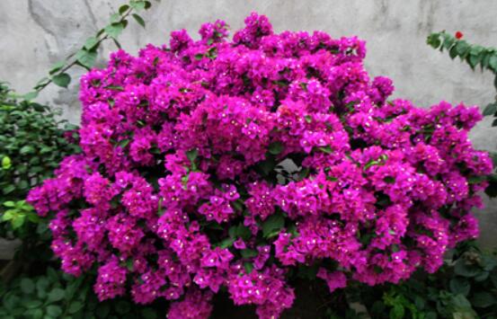 三角梅的資料，花色艷麗/美化環(huán)境、凈化空氣