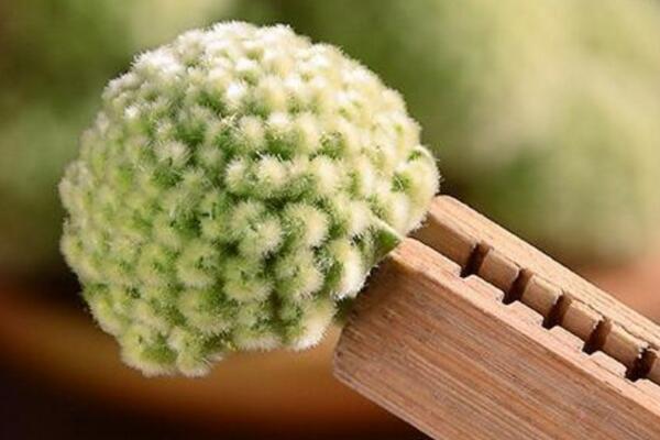 綠蘿花的功效與作用，可以降低三高