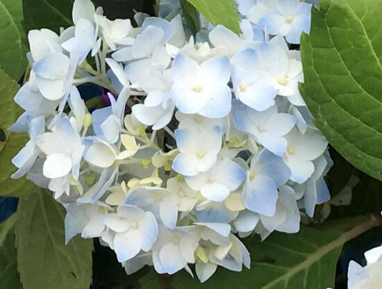 繡球花葉子發(fā)黃原因，繡球花葉子發(fā)黃怎么辦