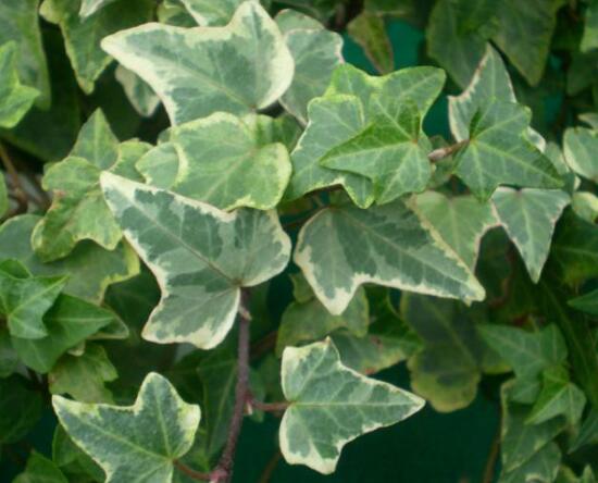 常春藤有哪些品種，常春藤品種圖片大全