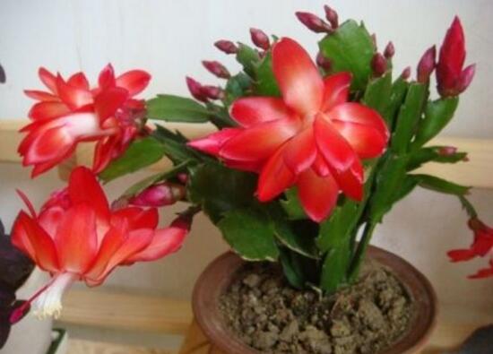 蟹爪蘭一年開幾次花，蟹爪蘭花語是什么