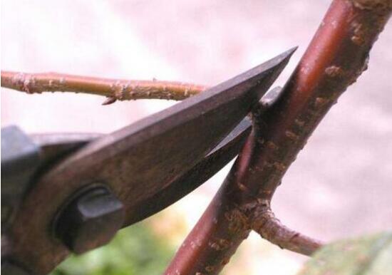 三角梅怎么修剪，三角梅的修剪方法