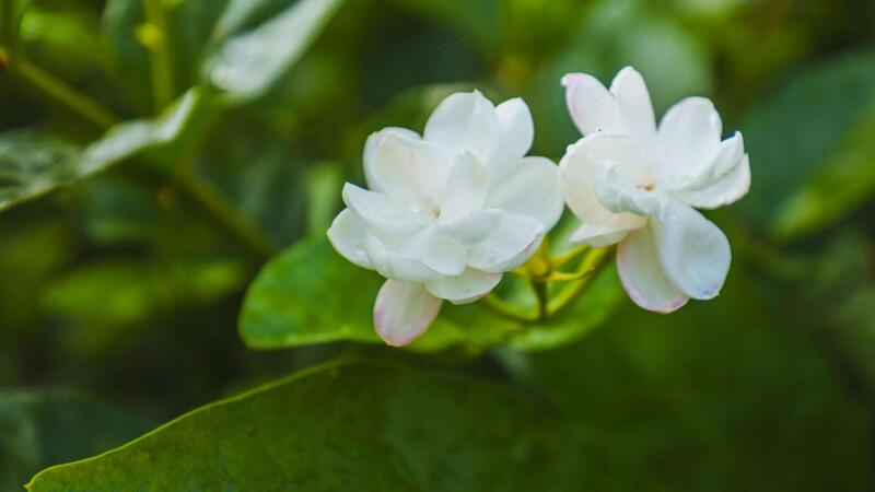 茉莉的養(yǎng)殖方法和注意事項