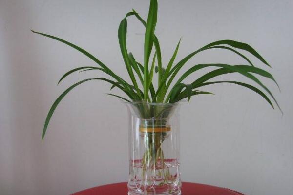 吊蘭能水養(yǎng)嗎，吊蘭水培養(yǎng)護(hù)要點(diǎn)以及注意事項