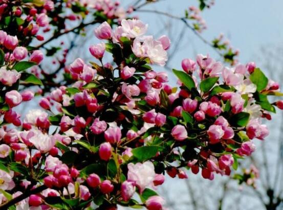 哪種海棠花最好看，北美海棠花欣賞價(jià)值最高(雜交品種)