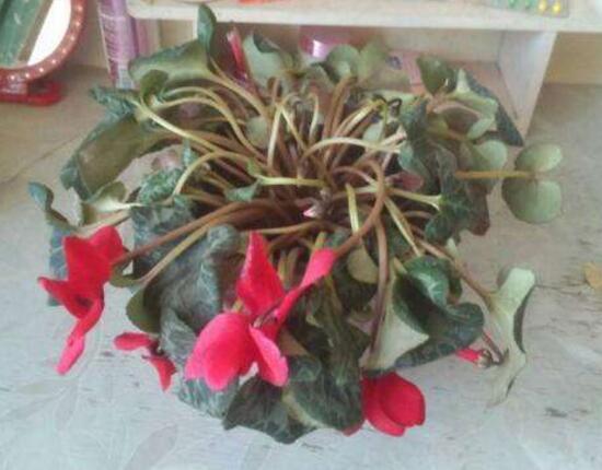 仙客來黃葉是怎么回事，仙客來葉子發(fā)黃處理方法